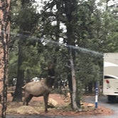 Review photo of Mather Campground — Grand Canyon National Park by Michele J., May 10, 2019