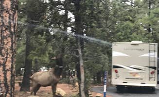 Michele J.'s photo of camping with a horse at Mather Campground — Grand Canyon National Park near Kaibab National Forest
