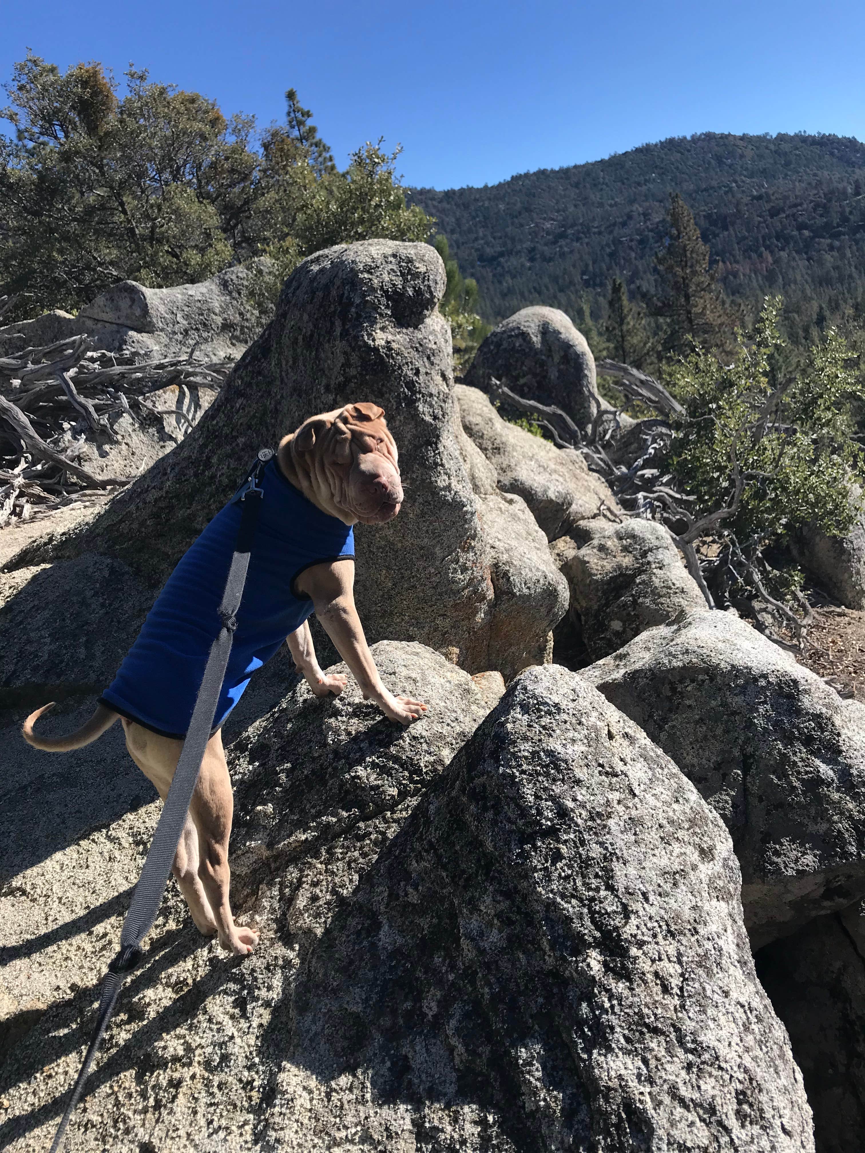 Rebecca W.'s photo of camping with pets at Idyllwild Campground — Mount San Jacinto State Park near Palm Springs, CA
