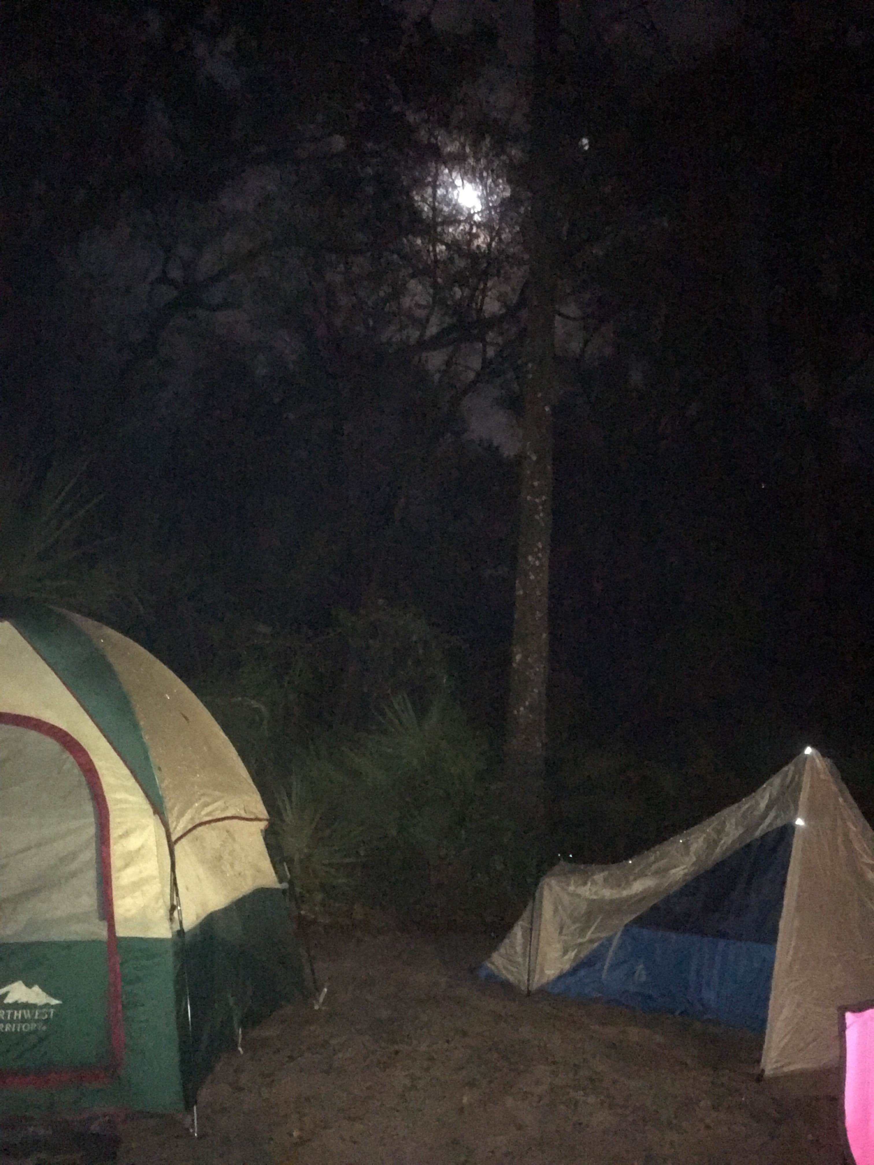 Camper submitted image from Alexander Springs Recreation Area - 4