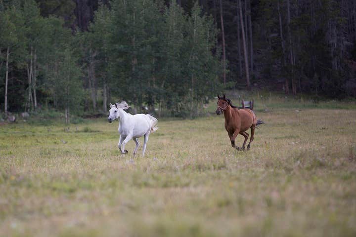 Camper submitted image from Beaver Meadows Resort Ranch - 2