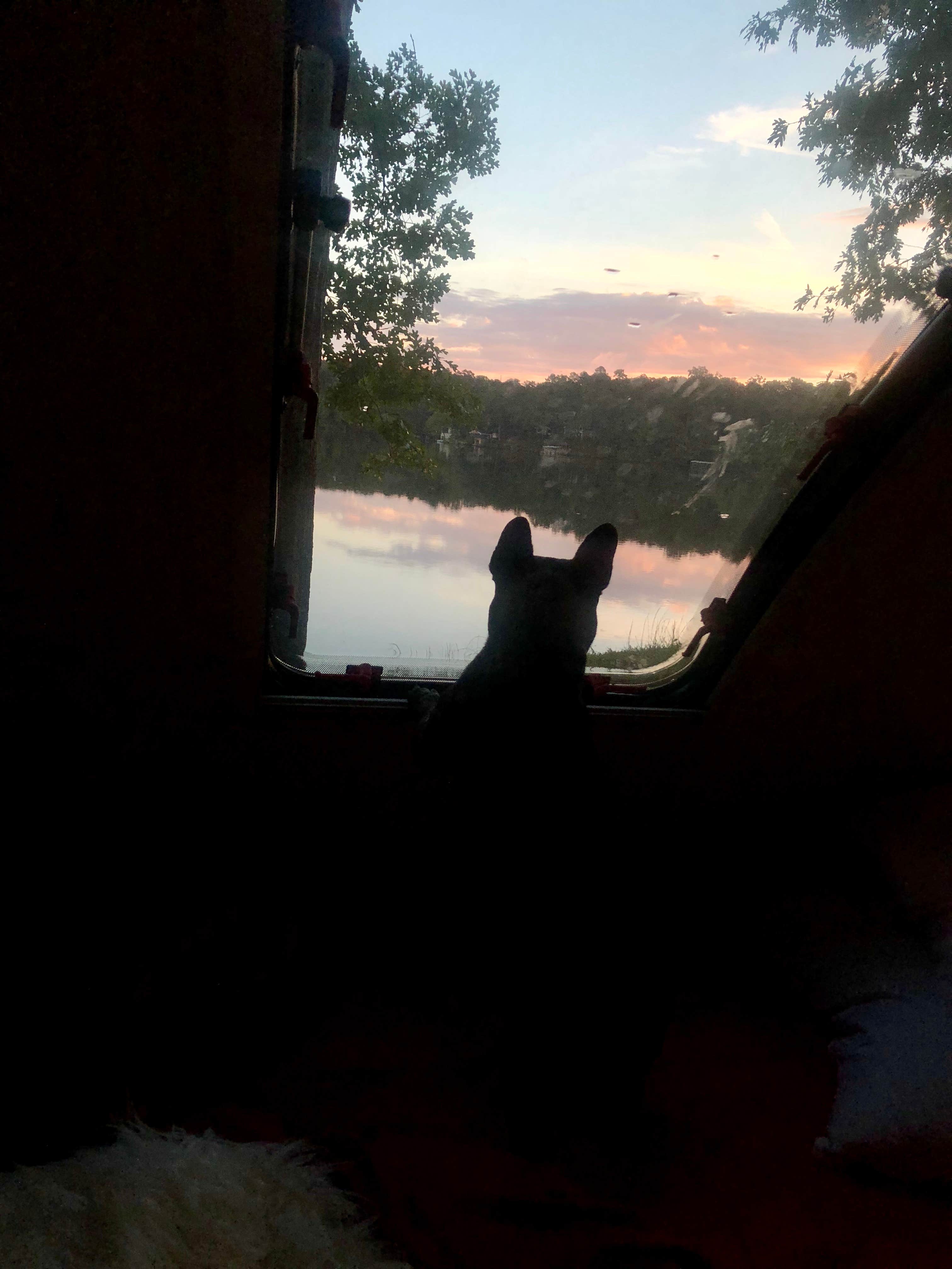 Jenifer K.'s photo of camping with pets at Lake Catherine State Park Campground near Malvern, AR