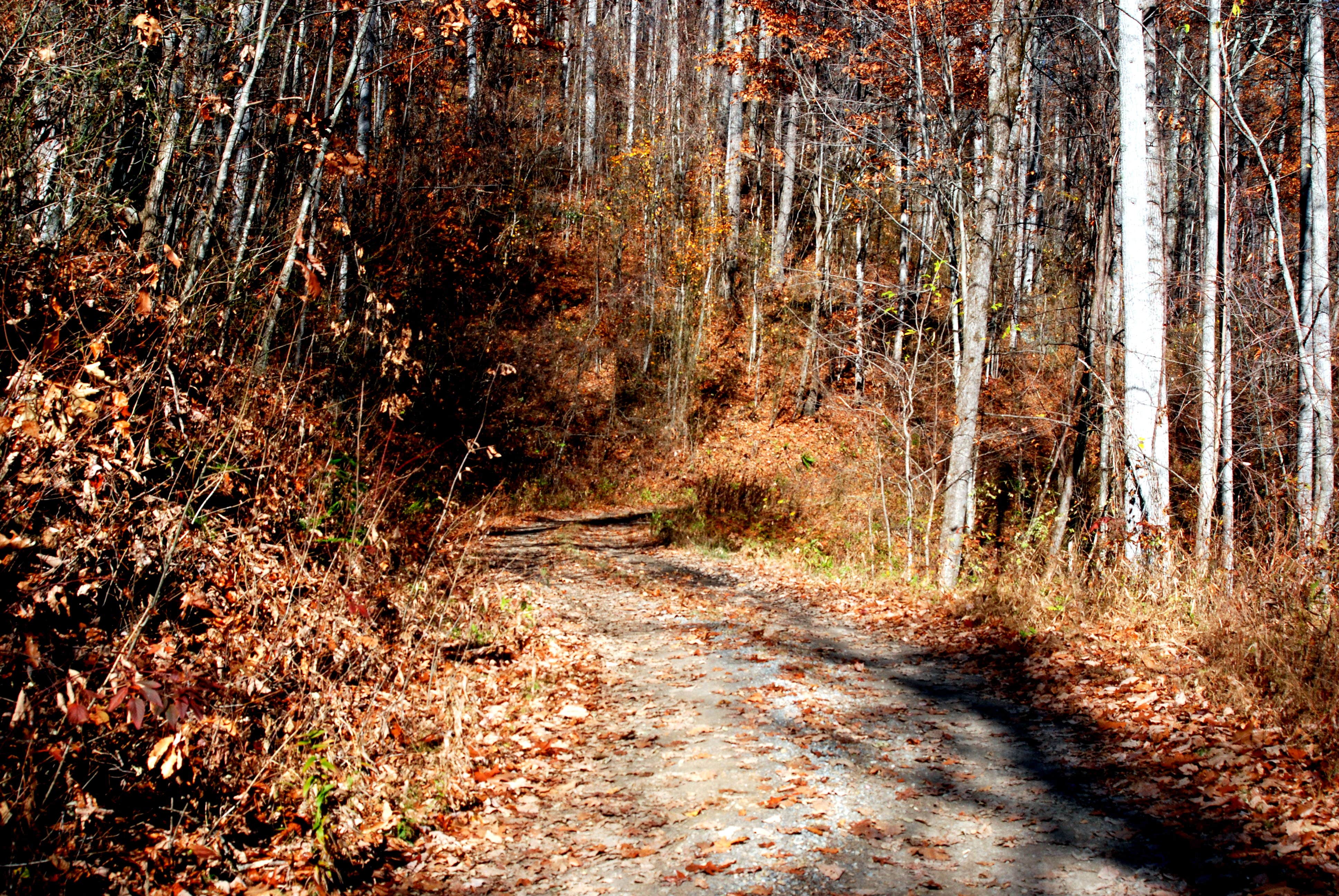 Camping near Upper Cove Creek - UCC2 Dispersed: Sunburst Dispersed Camping, Waynesville, North Carolina
