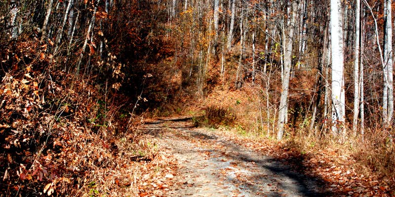 Camper submitted image from Sunburst Dispersed Camping