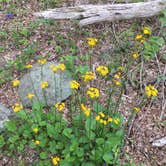 Review photo of Lewis Mountain Campground — Shenandoah National Park by Kate C., May 11, 2019