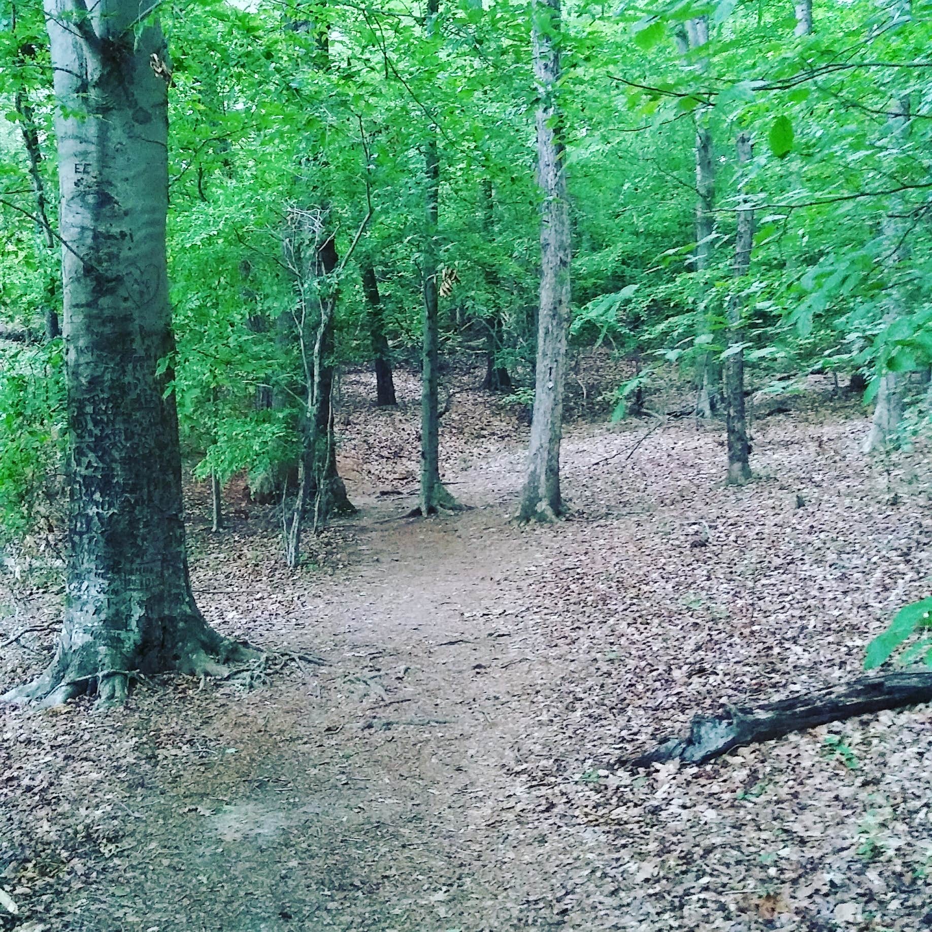 Camper submitted image from Lake Norman State Park Campground - 3