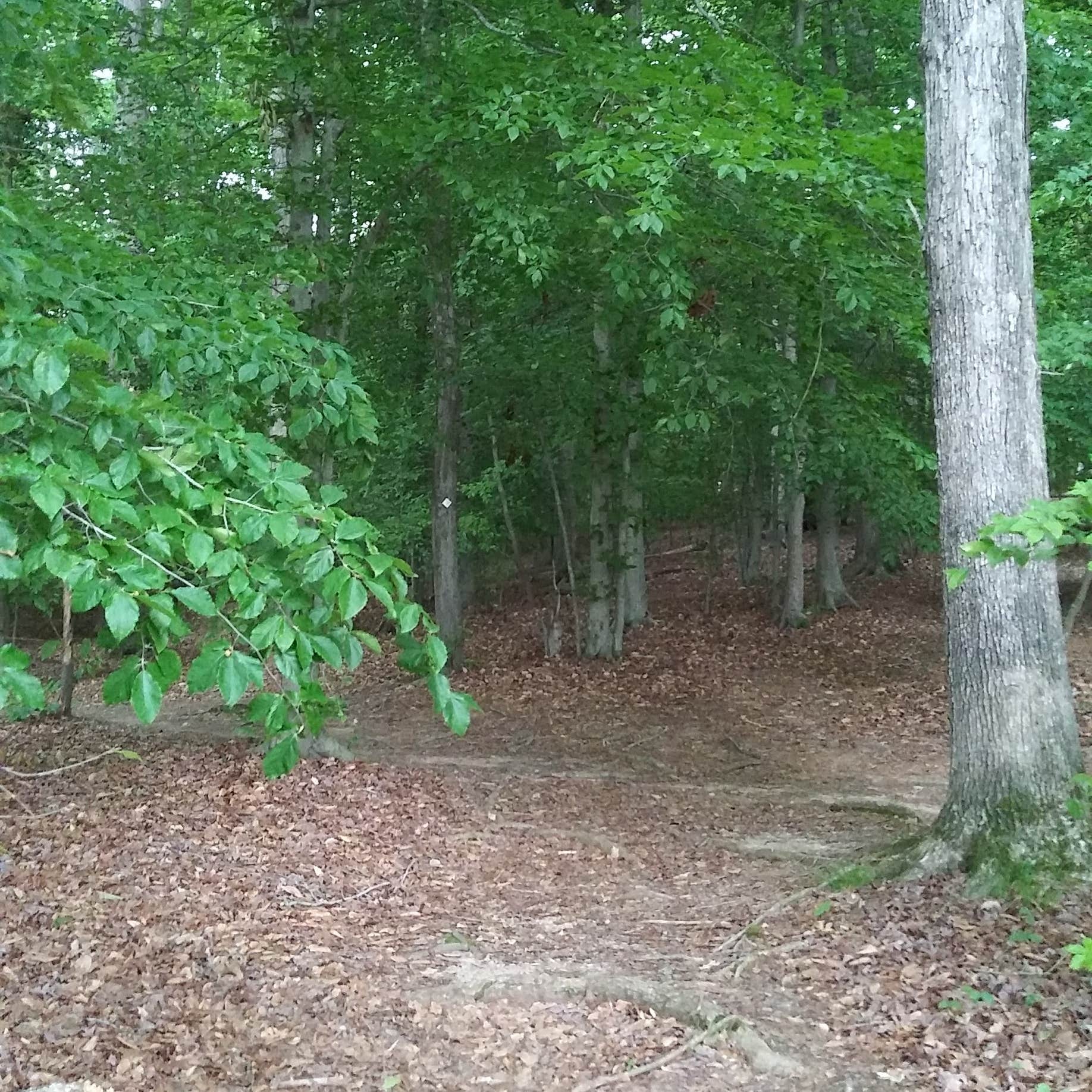 Camper submitted image from Lake Norman State Park Campground - 5