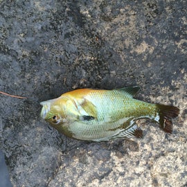 A fish that I caught nearby 