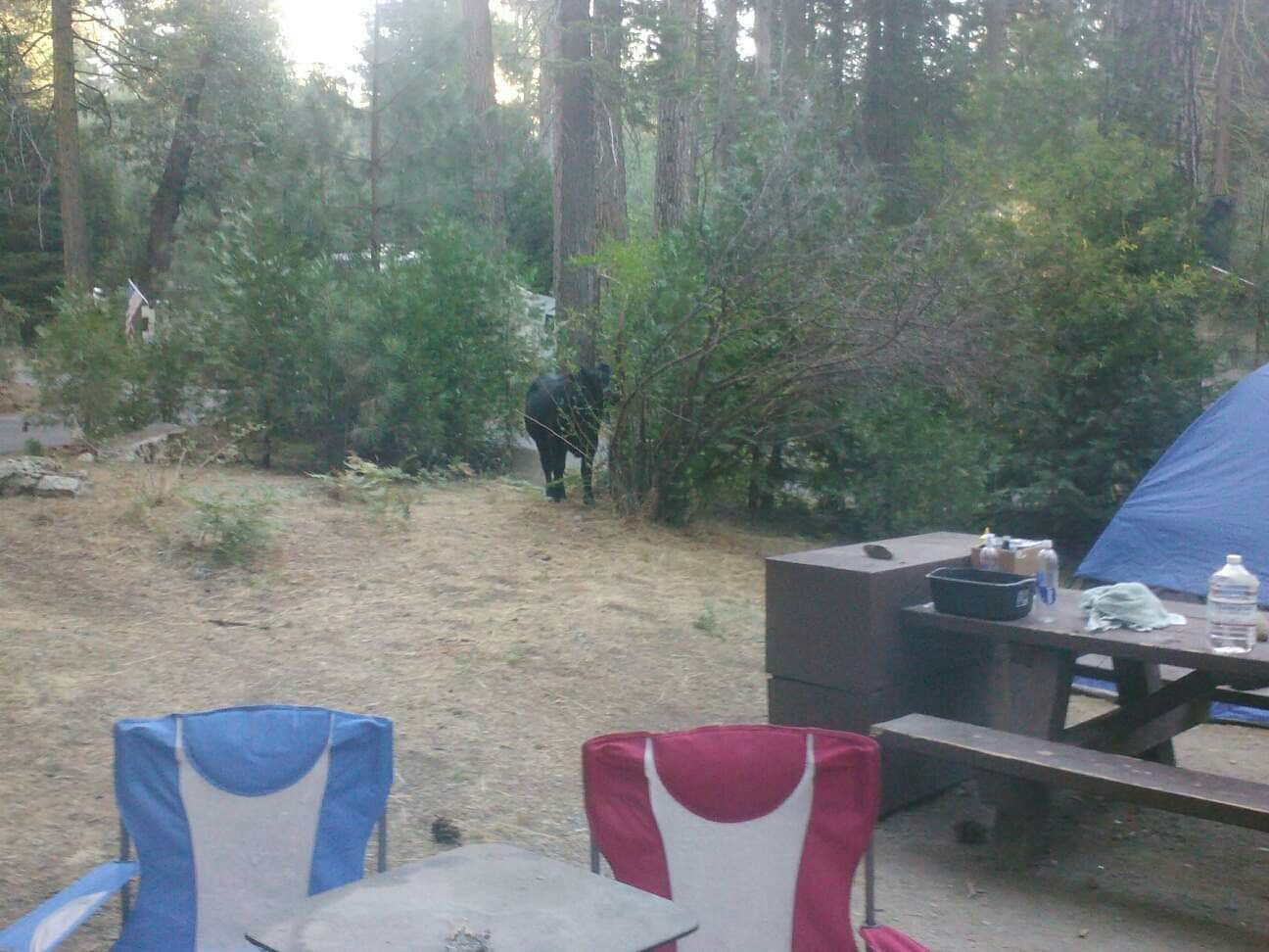 Andrea R.'s photo at Dimond O Campground near Eastman Lake