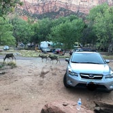 Review photo of South Campground — Zion National Park by Ryan S., May 12, 2019