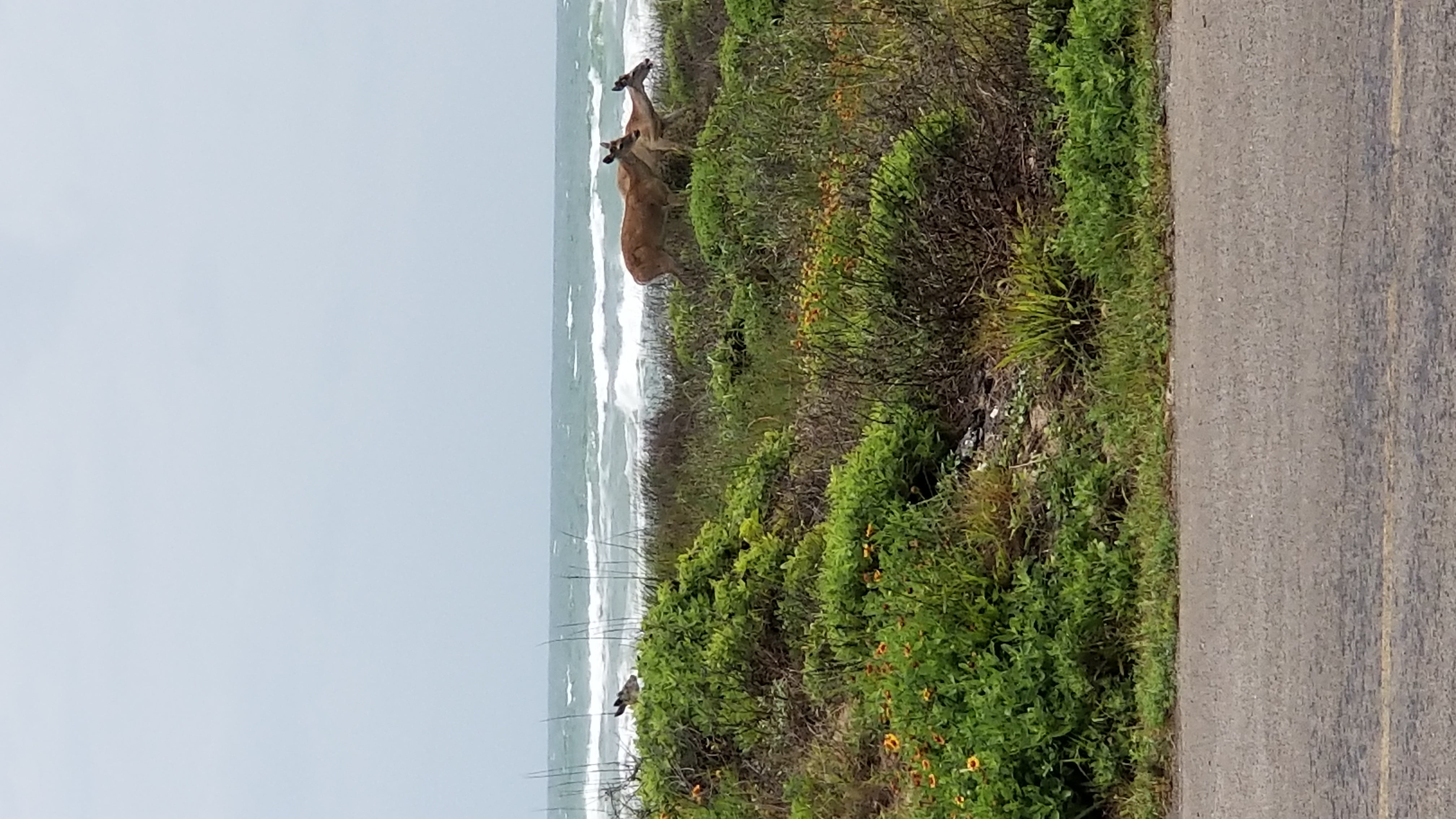 The deer often come to graze on the dune grass early morning or late afternoon/evening.