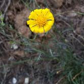 Review photo of BLM Cottonwood Grove Campground by Melissa K., May 12, 2019