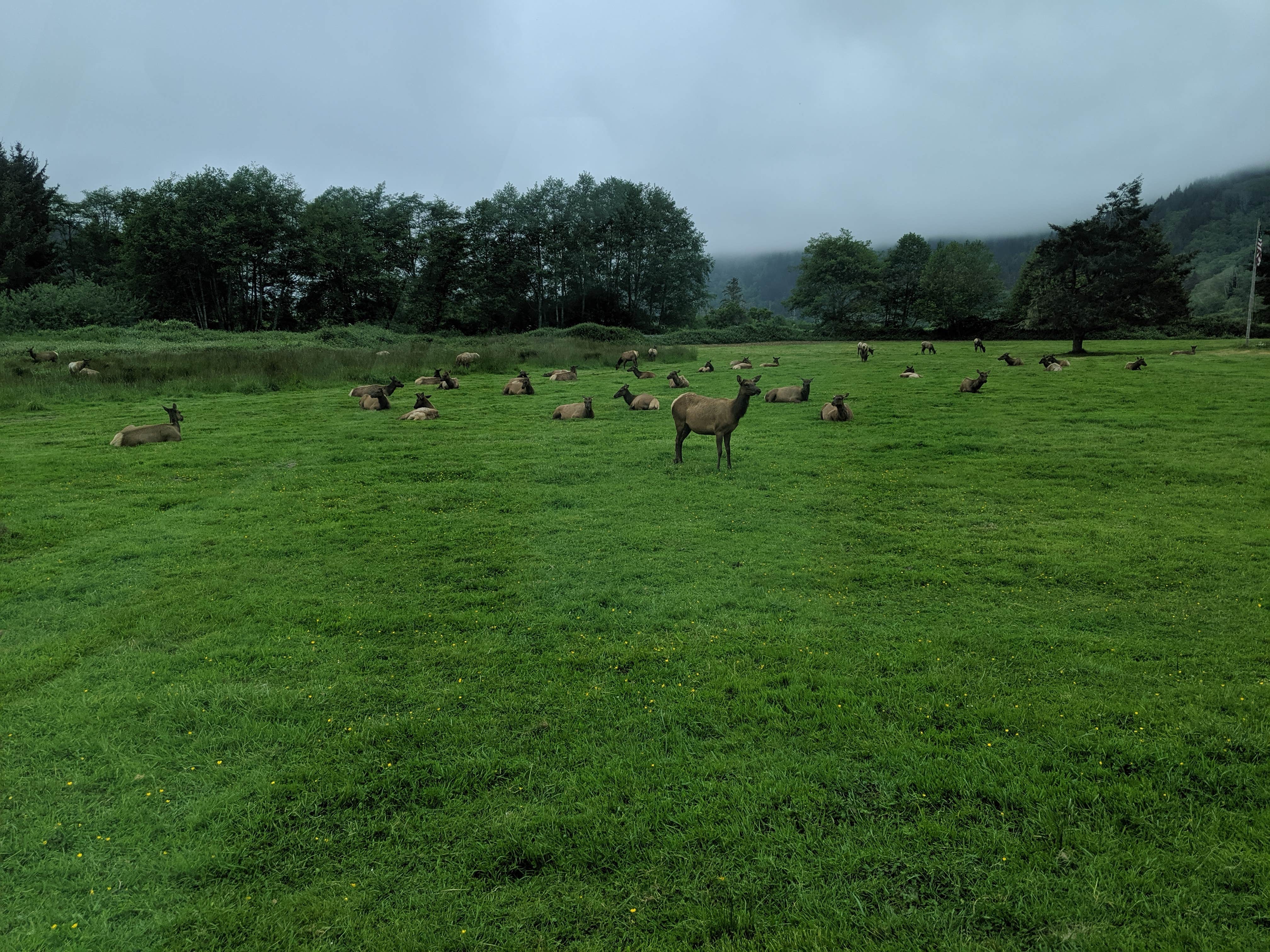 Camper-submitted photo at Elk Country RV Resort & Campground near Klamath, CA