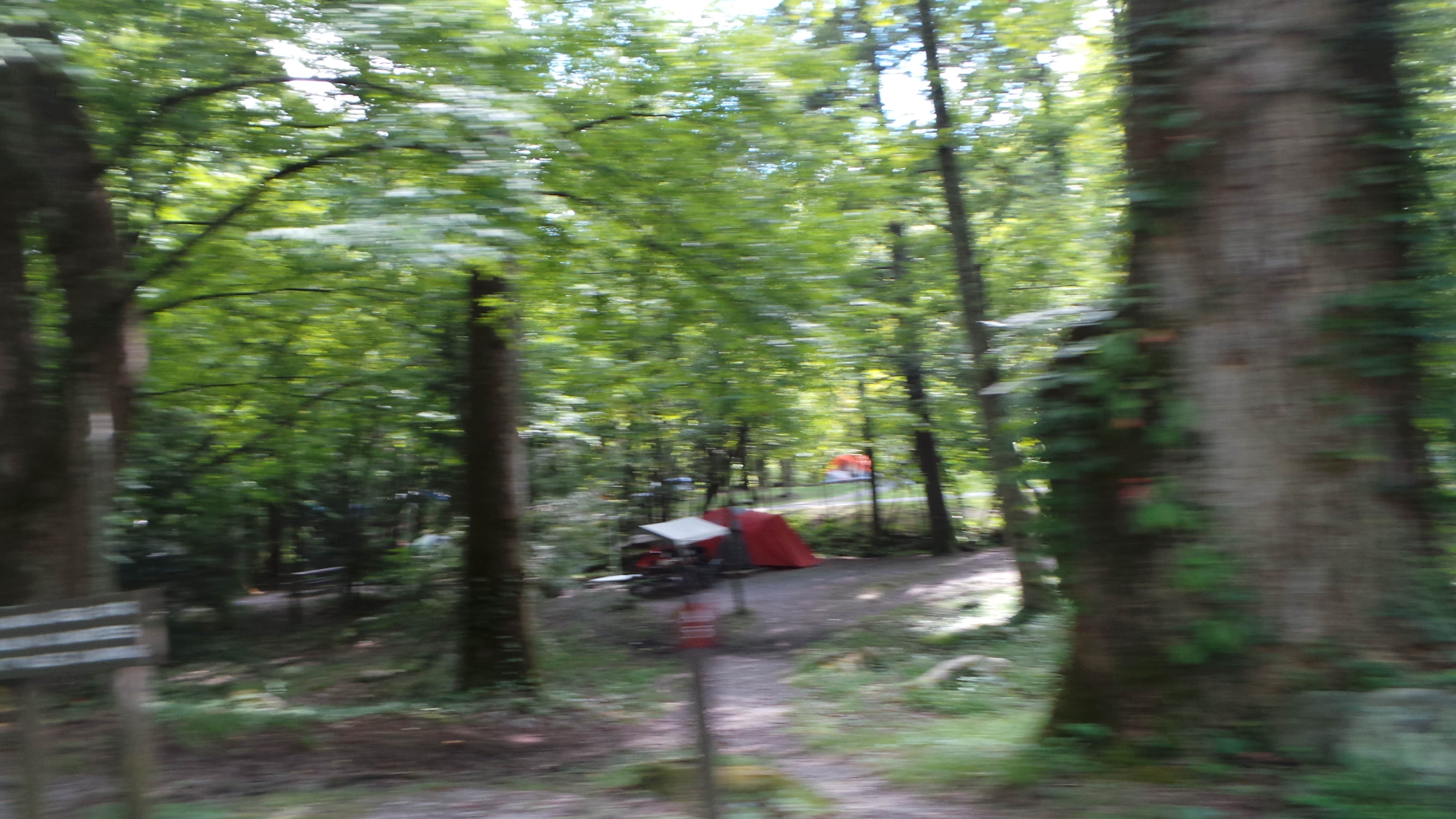 Camper submitted image from Elkmont Campground — Great Smoky Mountains National Park - 4