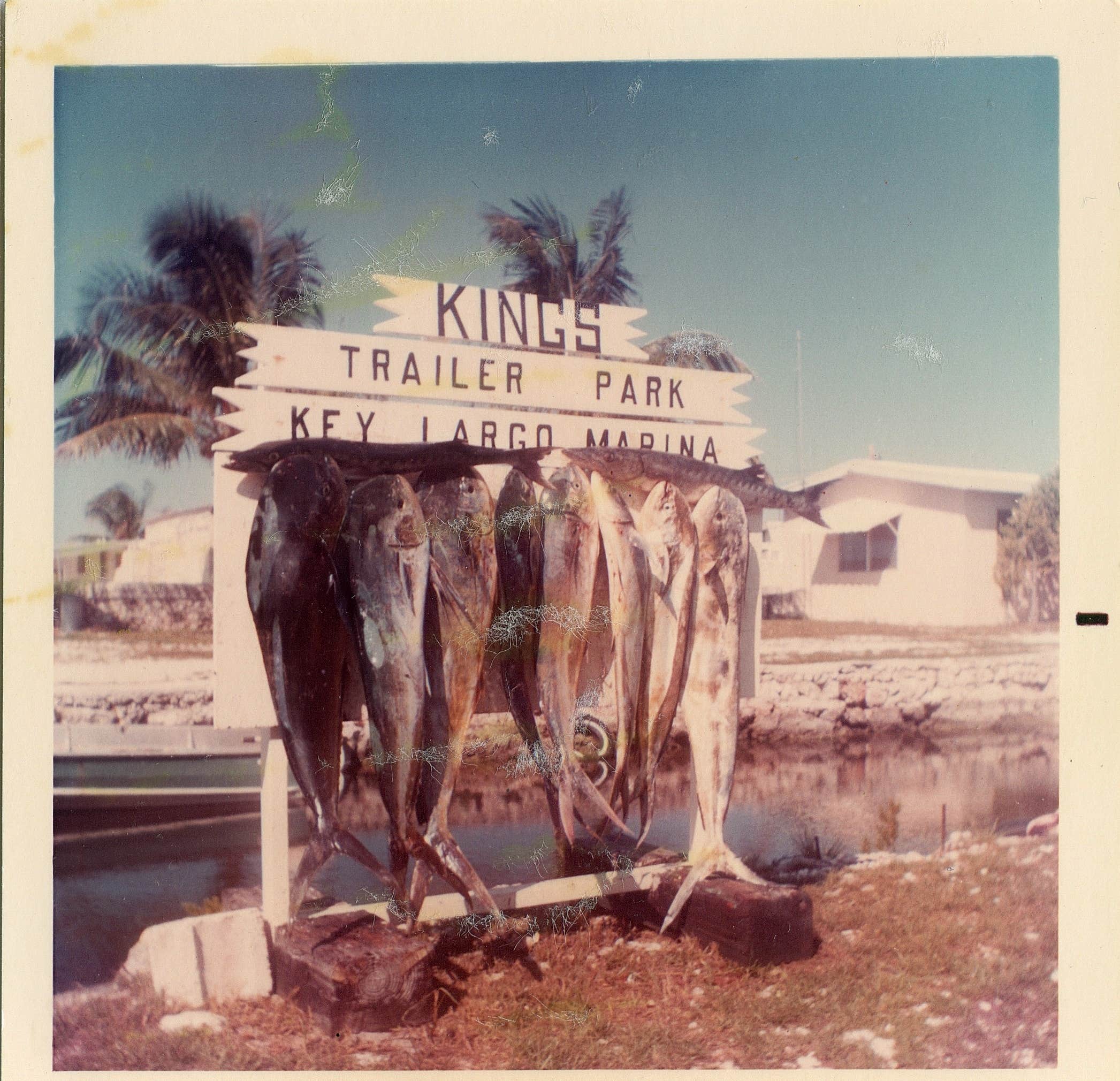 Kings Kamp circa 1969 Bull Dolphin (Mahi-Mahi)