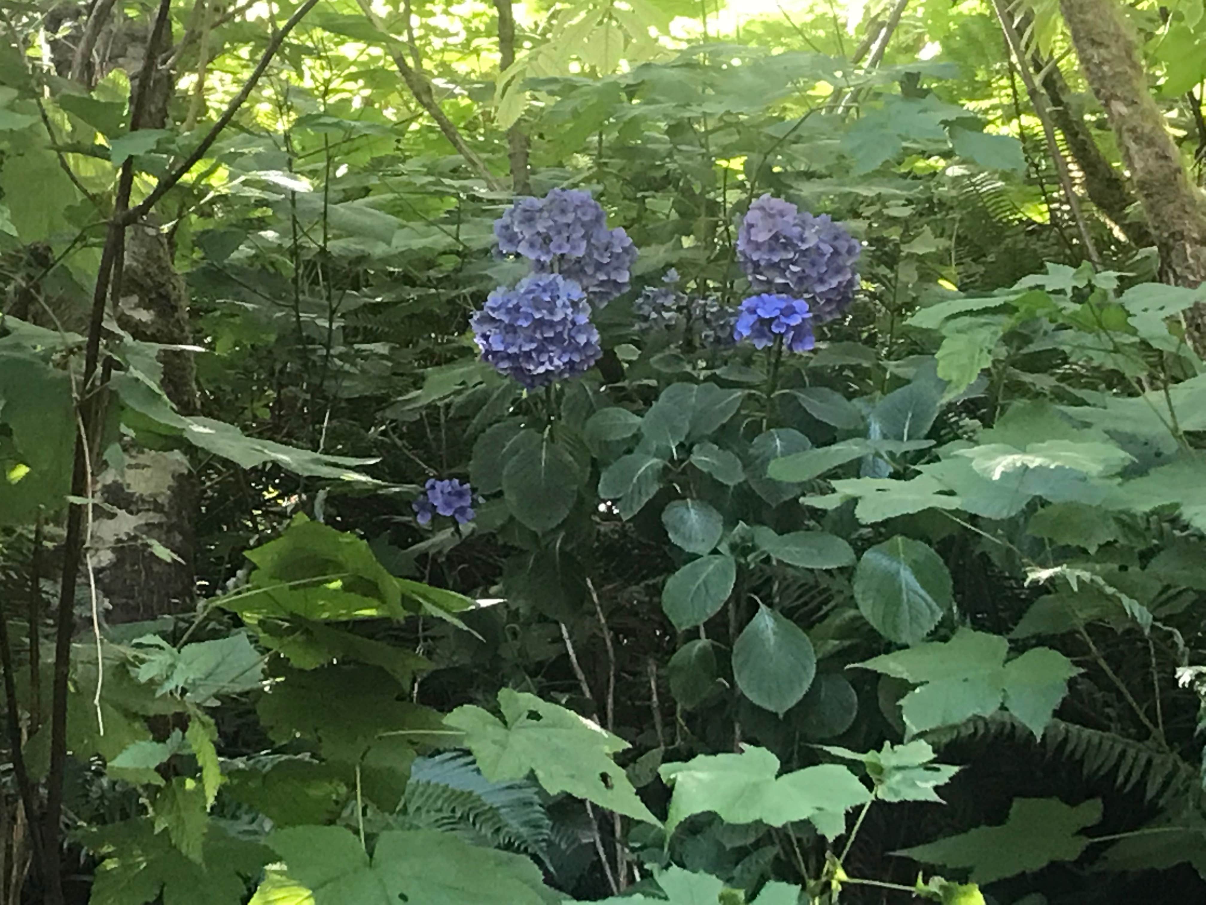 Nature