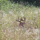 Review photo of Cades Cove Group Campground — Great Smoky Mountains National Park by Jeanene A., August 29, 2016