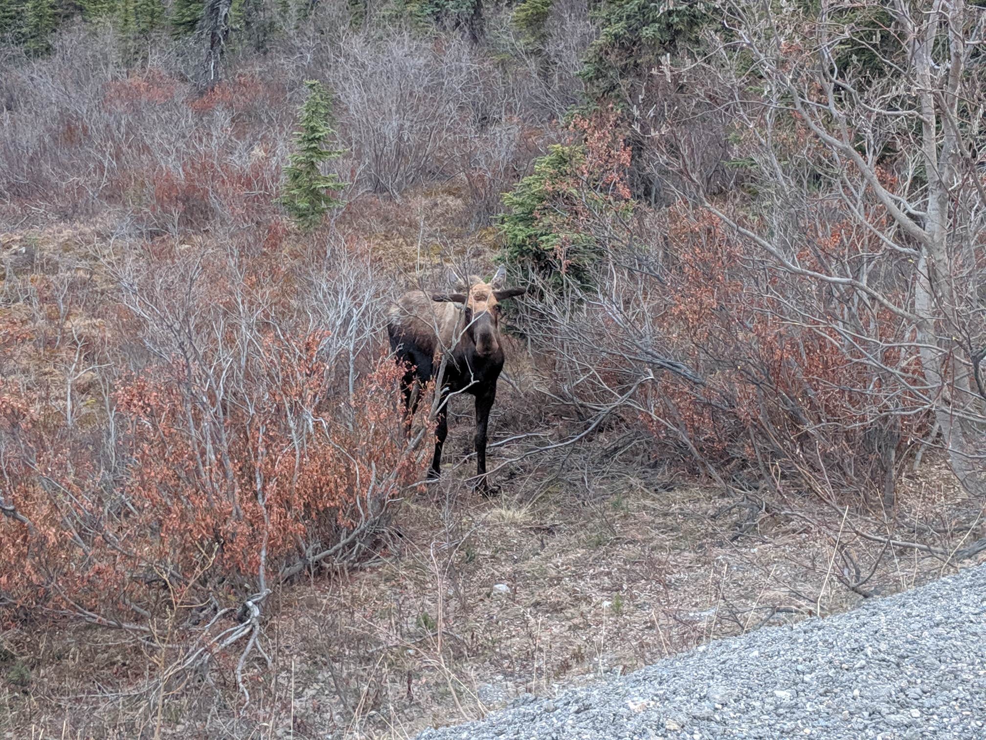 Hannah C.'s photo of camping with pets at Riley Creek Campground — Denali National Park near Denali National Park