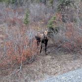 Review photo of Riley Creek Campground — Denali National Park by Hannah W., May 14, 2019