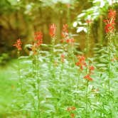 Review photo of Franklin D Roosevelt State Park Campground by Joel R., May 14, 2019