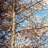 Review photo of Franklin D Roosevelt State Park Campground by Joel R., May 14, 2019
