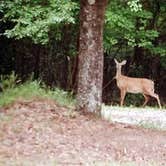 Review photo of Franklin D Roosevelt State Park Campground by Joel R., May 14, 2019