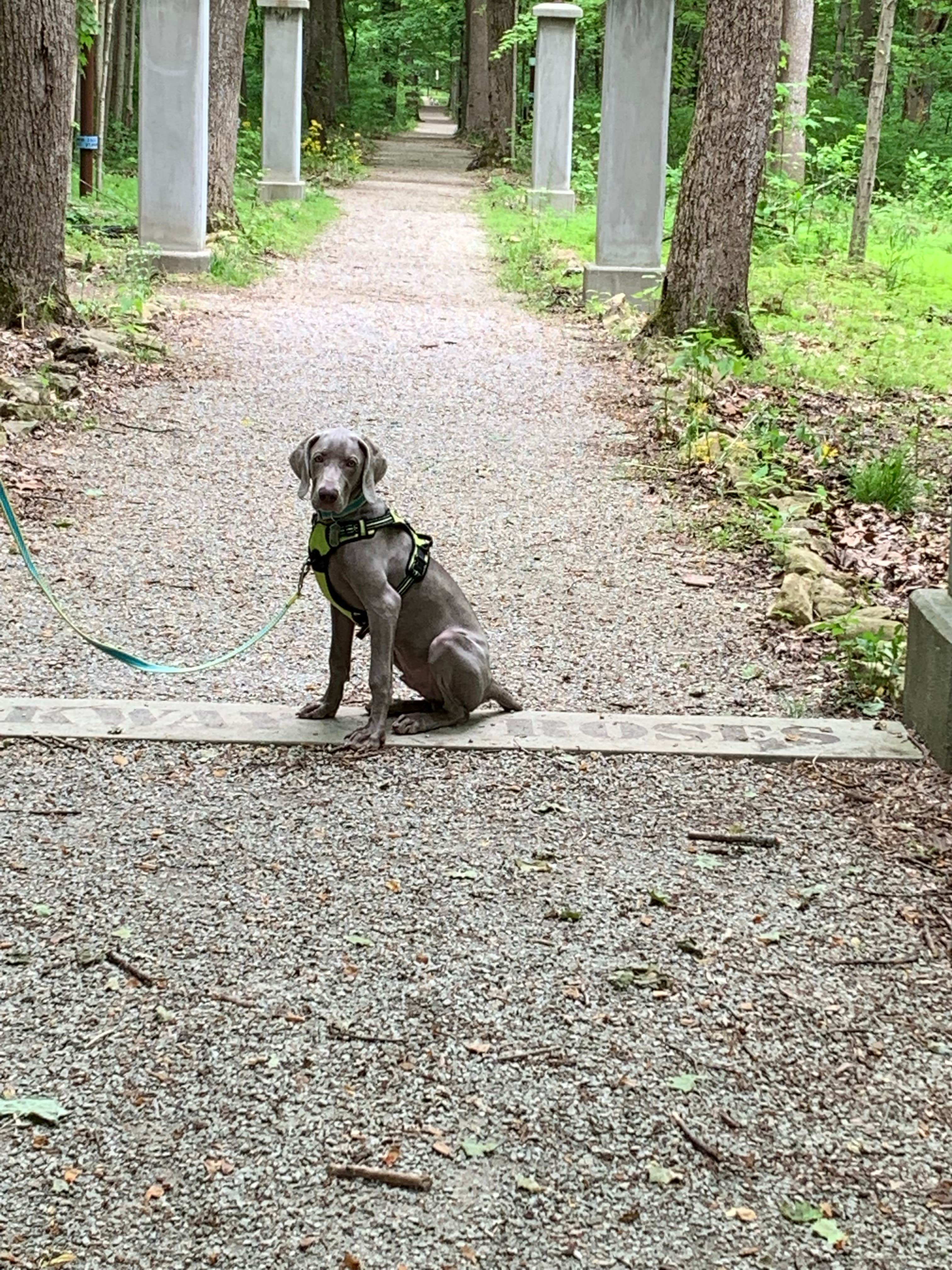 Tonya D.'s photo of camping with pets at Charlestown State Park Campground near Salem, IN