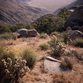 Review photo of Culp Valley Primitive Campground — Anza-Borrego Desert State Park by Benny F., May 14, 2019