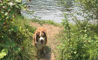 Tammera K.'s photo of camping with pets at Toketee Lake Campground — Umpqua National Forest near Dorena, OR