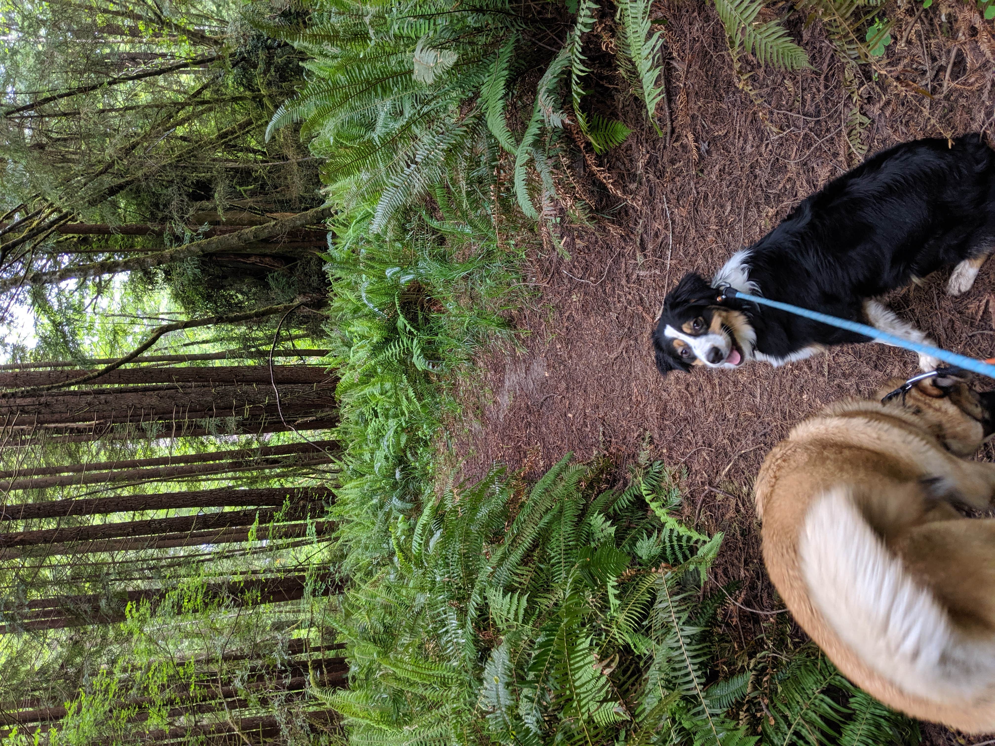Hayden B.'s photo of camping with pets at Ramblin' Redwoods Campground & RV Park near Smith River, CA