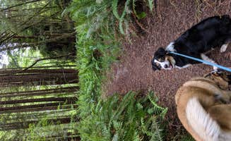 Hayden B.'s photo of camping with pets at Ramblin' Redwoods Campground & RV Park near Brookings, OR