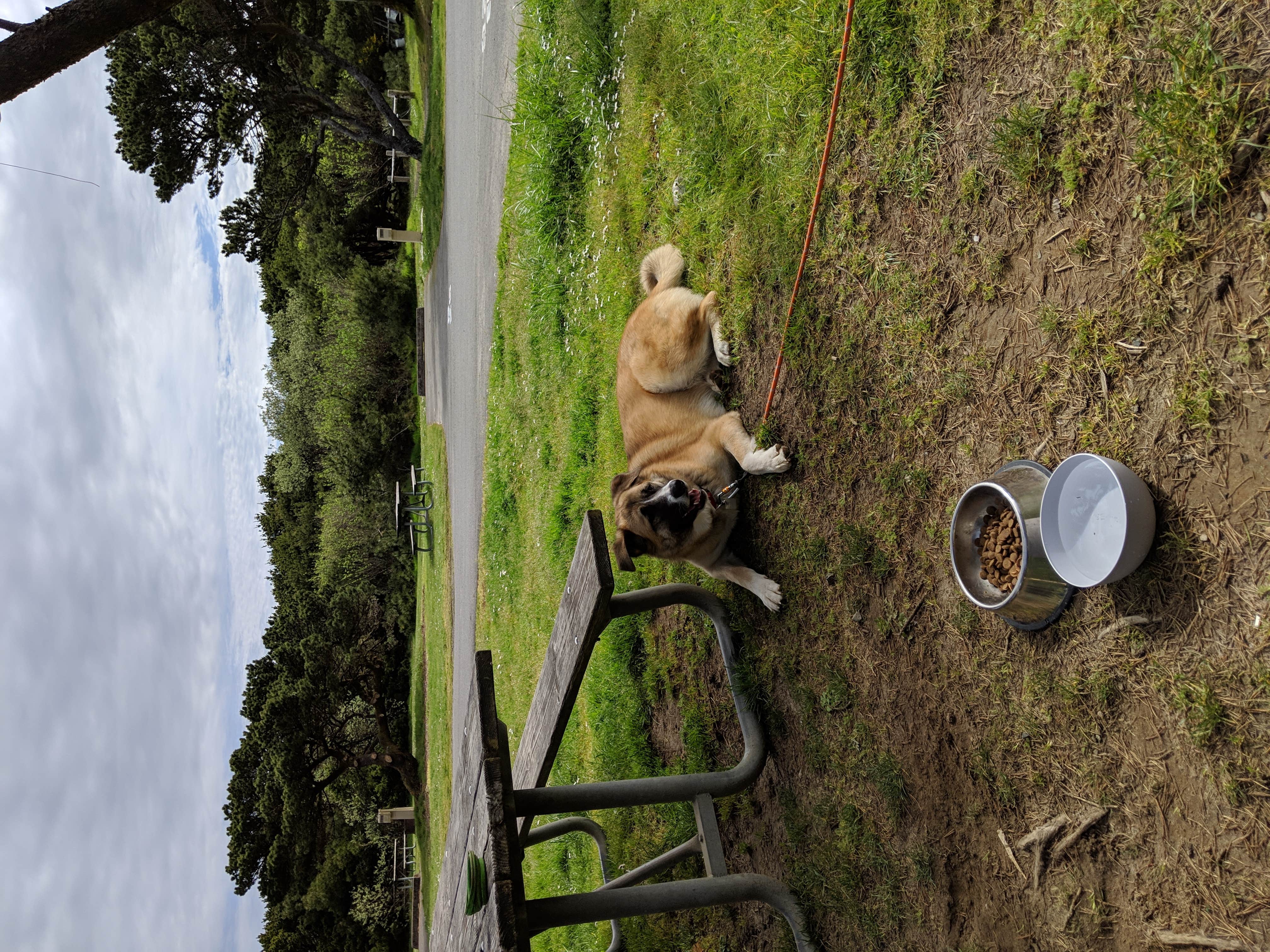 Hayden B.'s photo of camping with pets at Nehalem Bay State Park Campground near Gearhart, OR