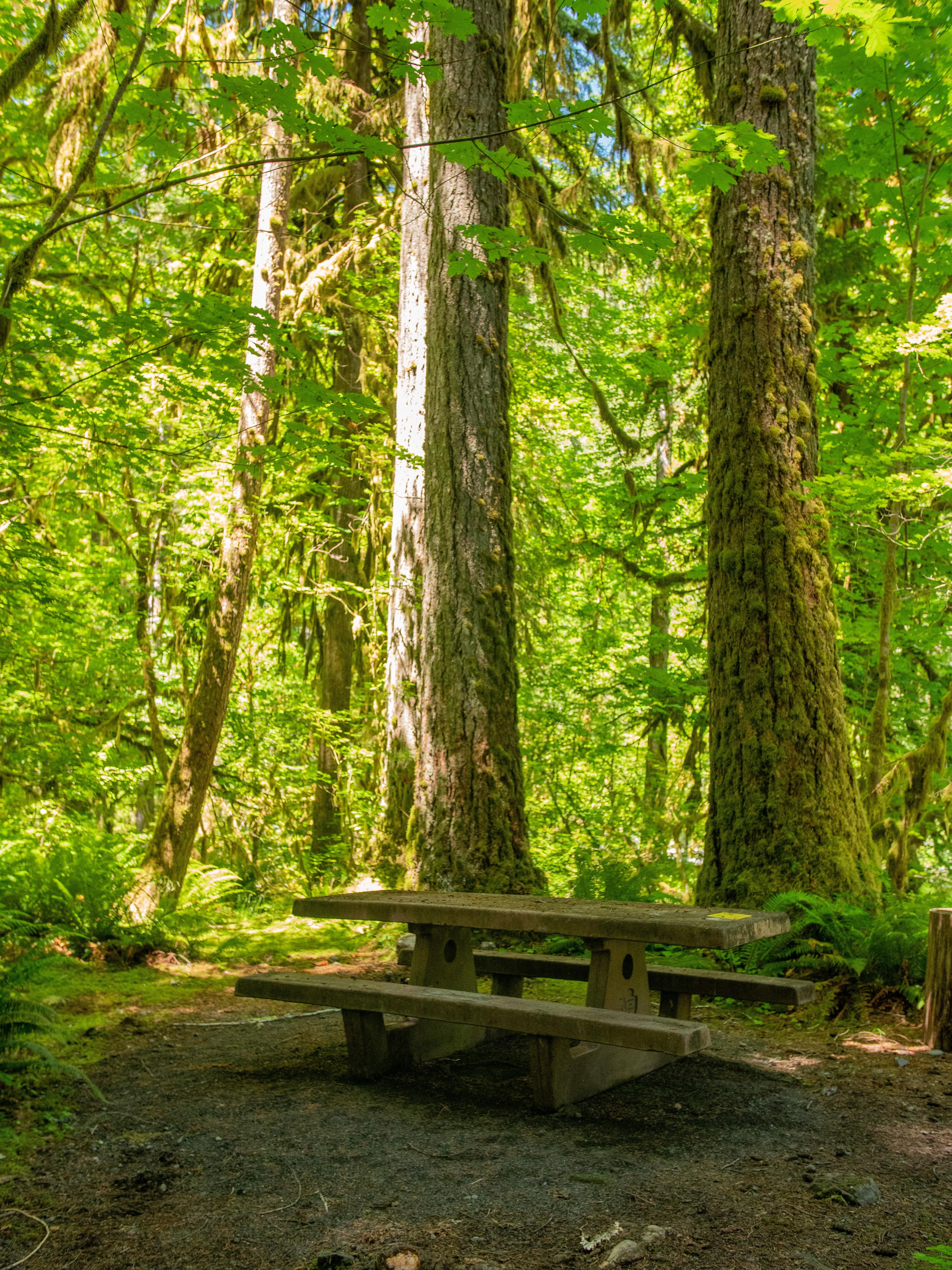 Camper submitted image from O'Neil Creek Campground — Olympic National Park - 1