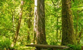 Camping near Coho Campground: O'Neil Creek Campground — Olympic National Park, Quinault, Washington