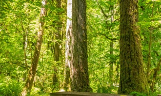 Camping near Wynoochee Falls Campground: O'Neil Creek Campground — Olympic National Park, Quinault, Washington