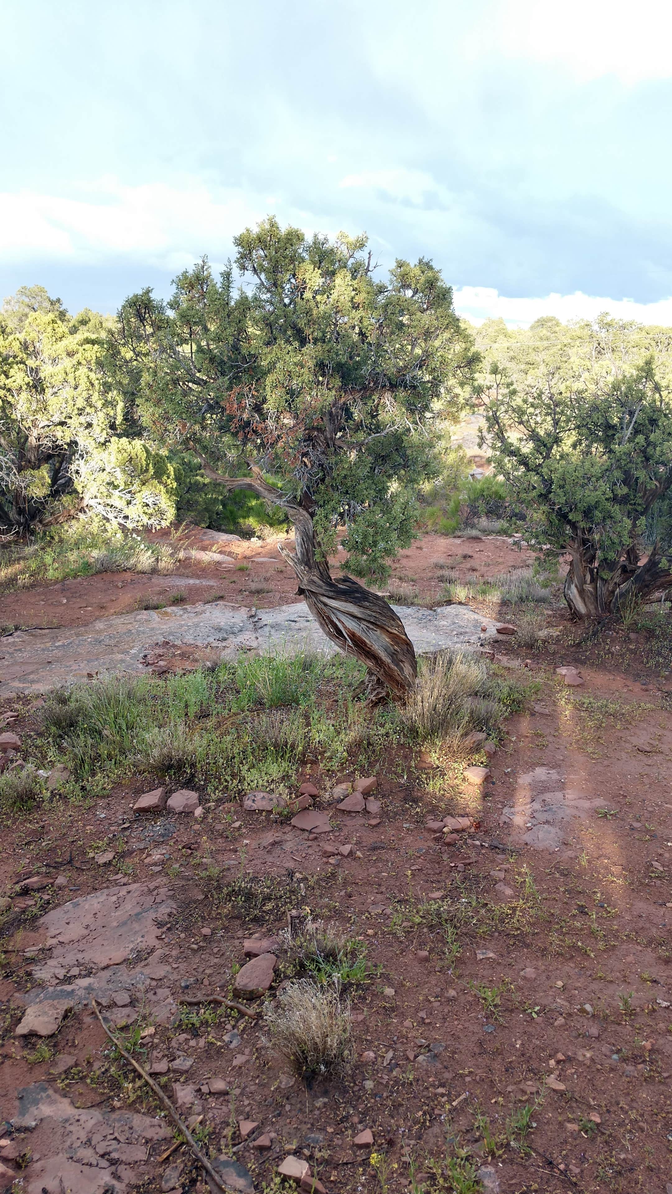 Camper-submitted photo at Saddlehorn Campground — Colorado National Monument in Colorado