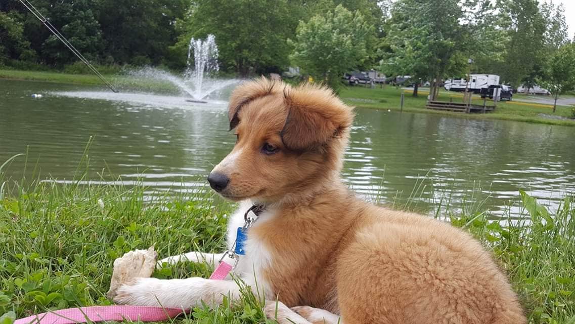 Camper-submitted photo at Twin Grove RV Resort near Mount Carmel, PA