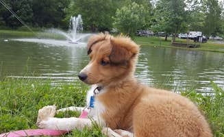 Tiffany S.'s photo of camping with pets at Twin Grove RV Resort in Pennsylvania