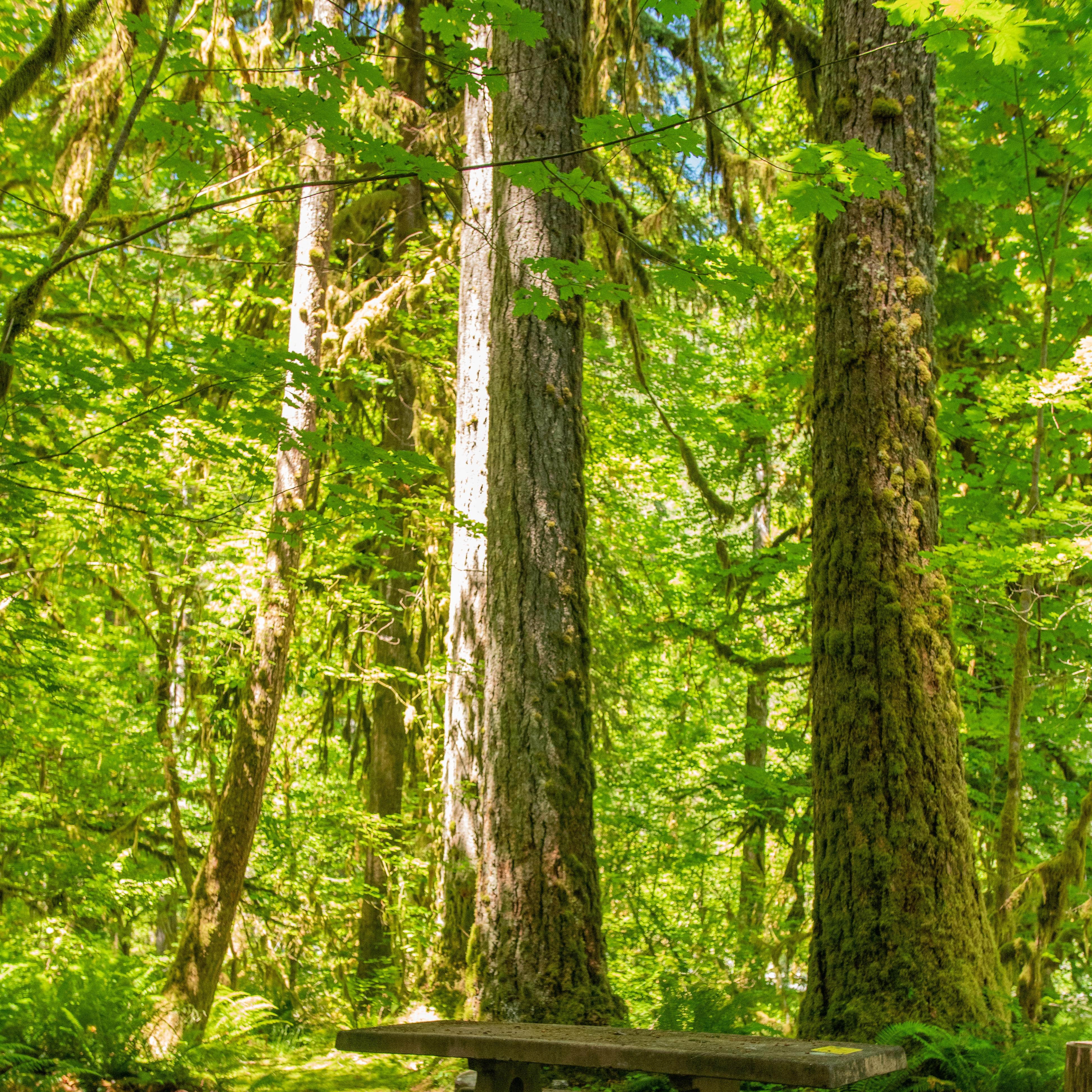 Graves Creek Campground — Olympic National Park