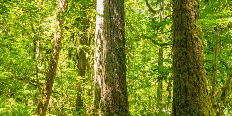 Camper submitted image from Graves Creek Campground — Olympic National Park