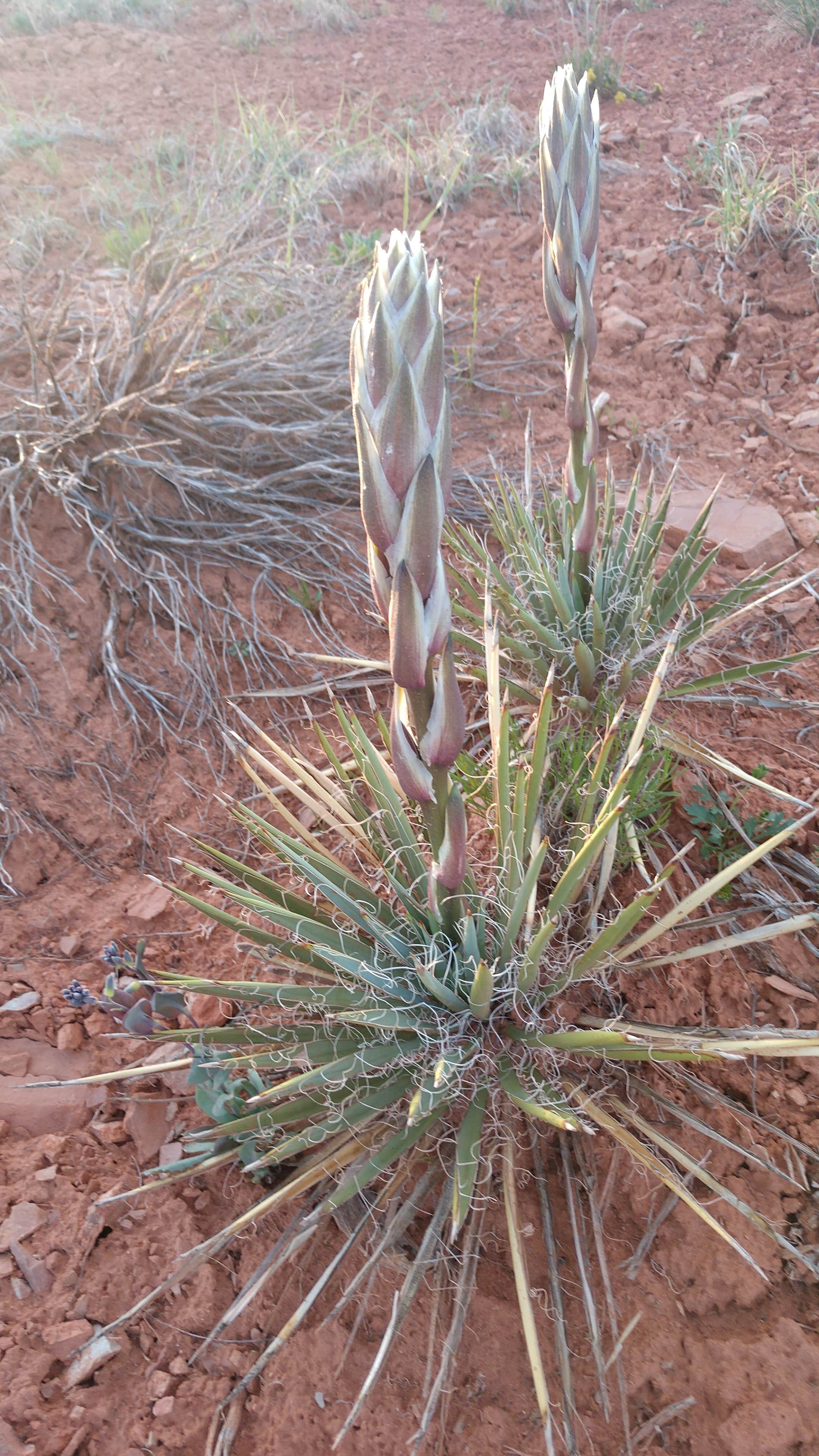 Camper submitted image from Hole in the Rock Road at Grand Staircase-Escalante - 5