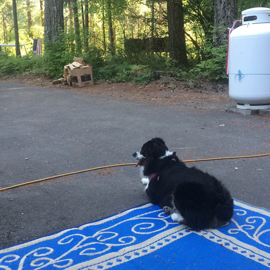 Katie B.'s photo of camping with pets at Swift Forest Camp near Gifford Pinchot National Forest
