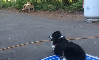 Katie B.'s photo of camping with pets at Swift Forest Camp near Gifford Pinchot National Forest