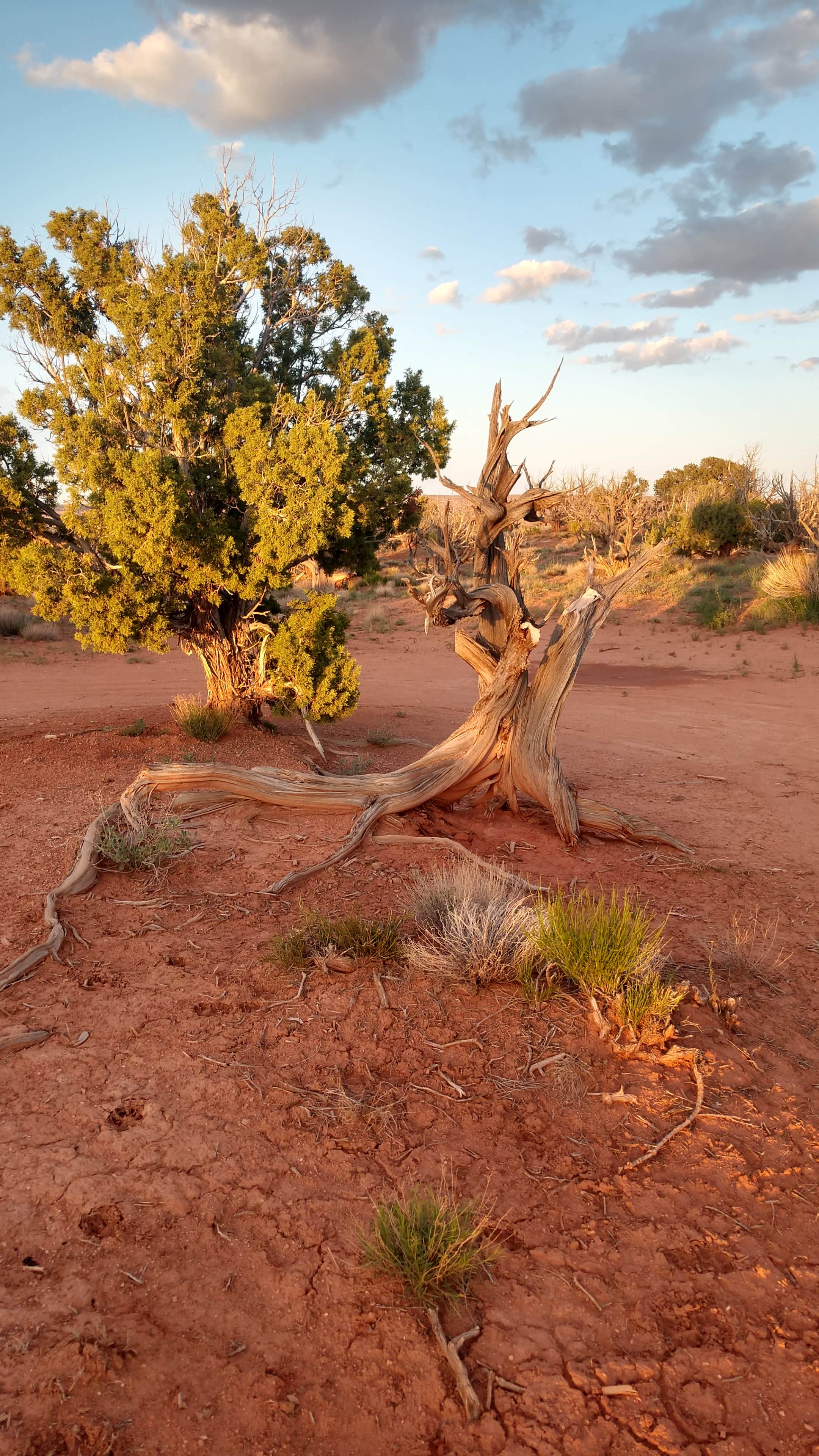 Camper submitted image from Hole in the Rock Road at Grand Staircase-Escalante - 1