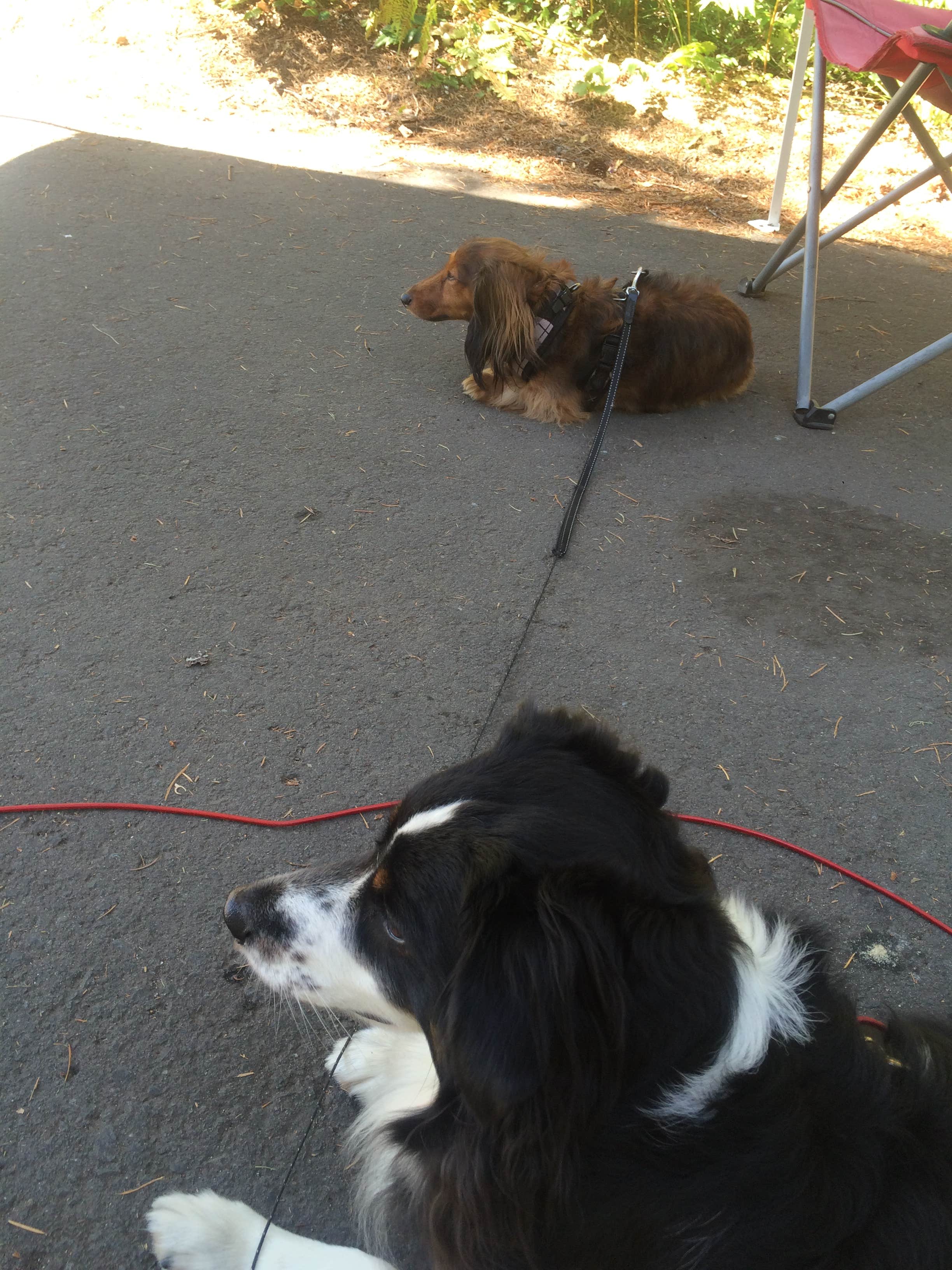 Katie B.'s photo of camping with pets at Swift Forest Camp near Gifford Pinchot National Forest
