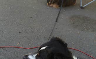 Katie B.'s photo of camping with pets at Swift Forest Camp near Cougar, WA