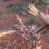 Review photo of Hole in the Rock Road at Grand Staircase-Escalante by Sarah L., May 15, 2019