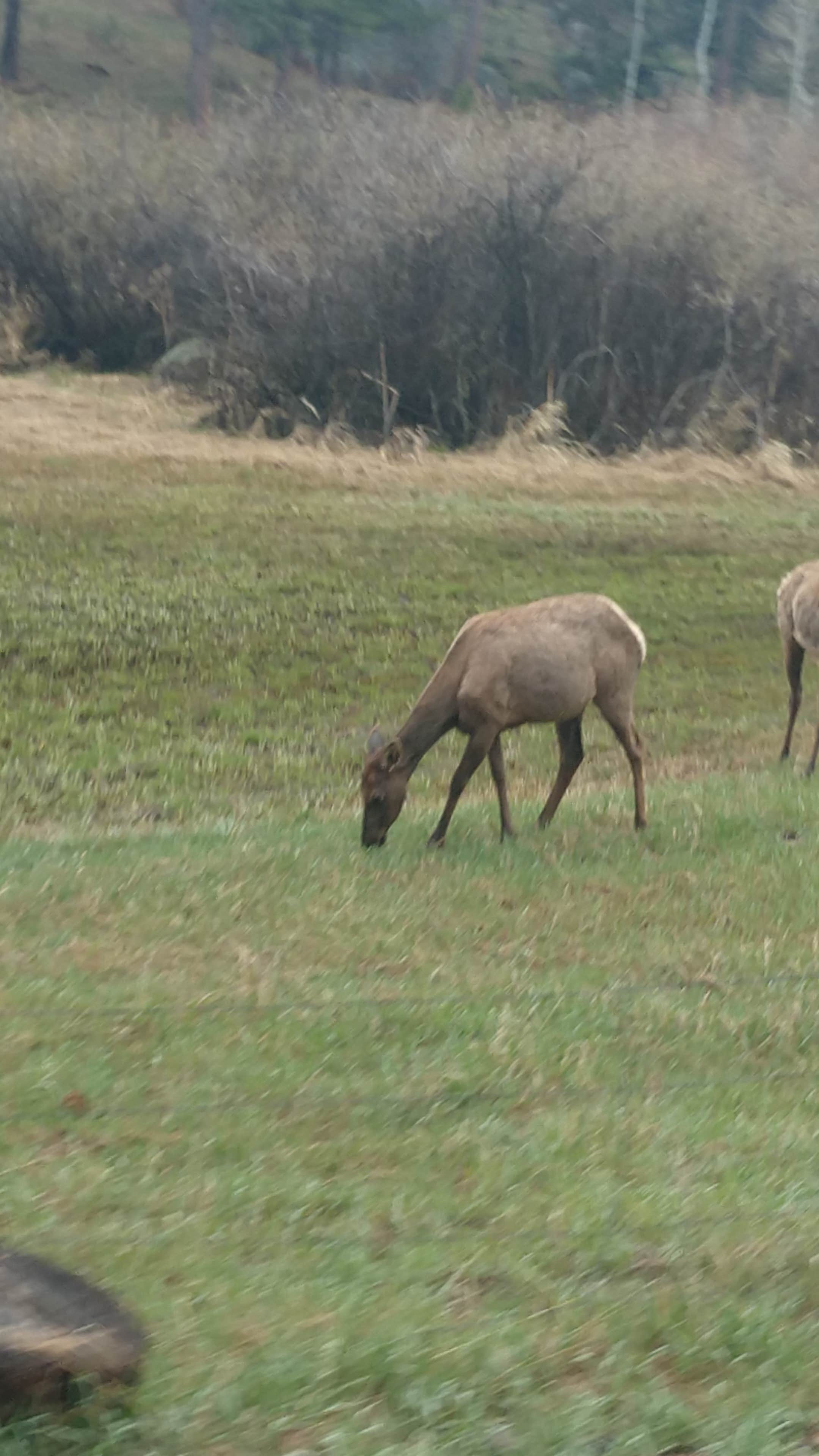 Camper-submitted photo at Devil's Head Campground near Castle Rock, CO