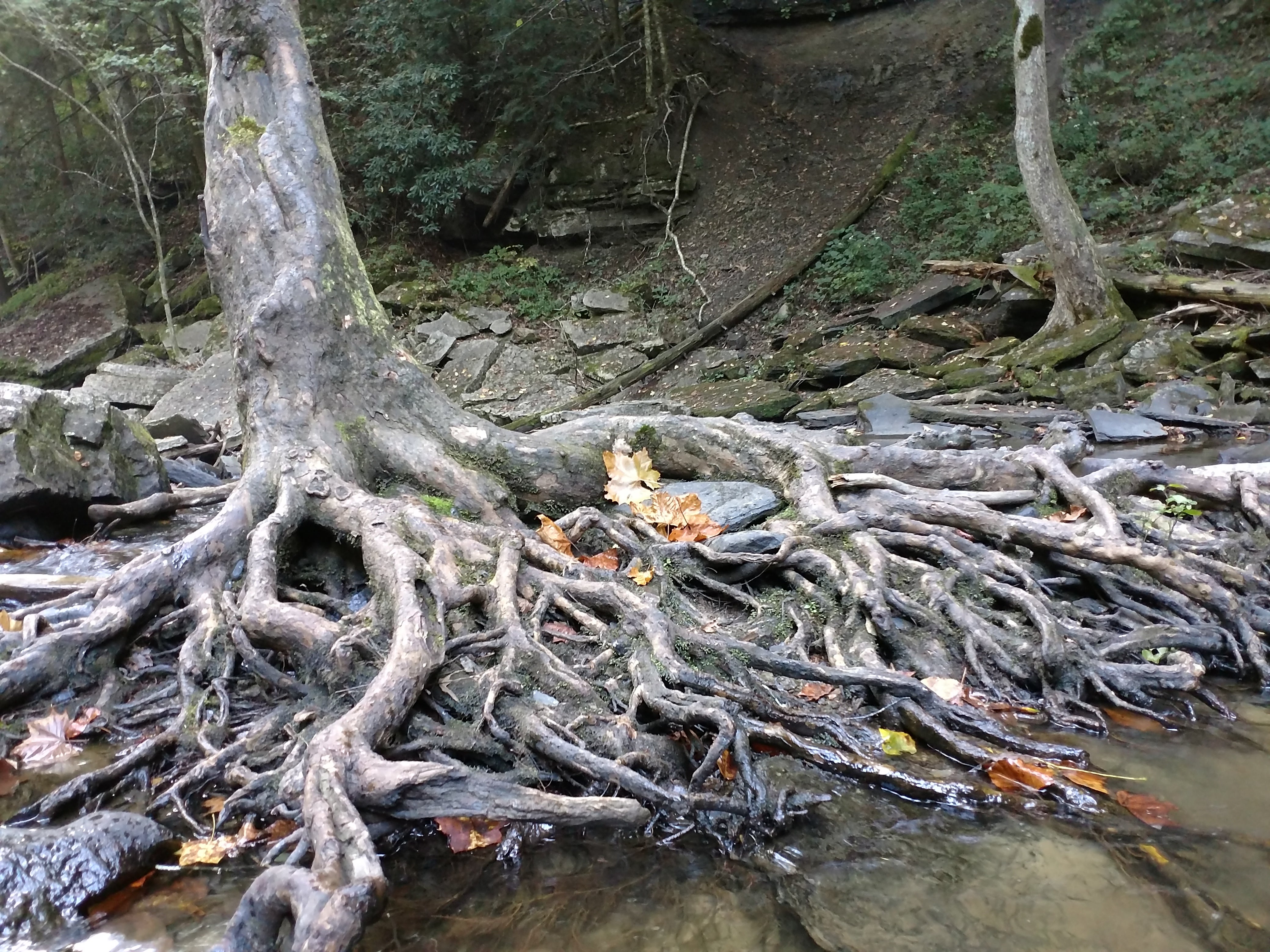 Amazing roots at Greeter Falls