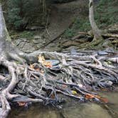 Review photo of Alum Gap Campground — Savage Gulf State Park by Charles M., May 15, 2019